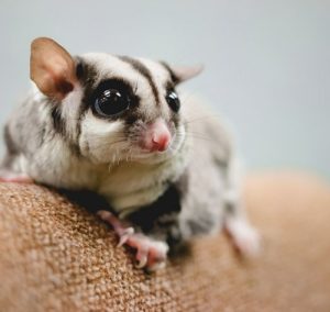 Jenis-jenis Hewan yang Cocok di Pelihara oleh Manusia